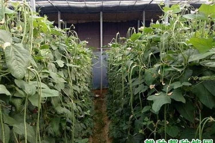 豇豆缺肥症状尿素可以直接施用吗？