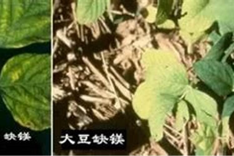 豇豆长出来成螺旋状