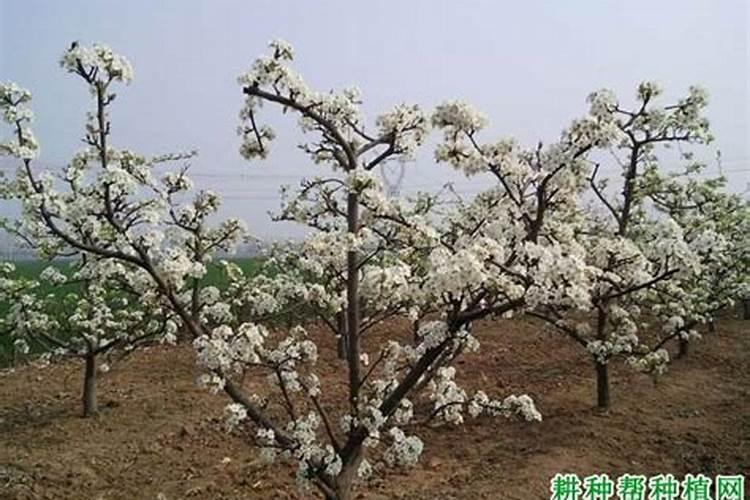 夏季梨树追施平衡肥好还是磷钾肥好？