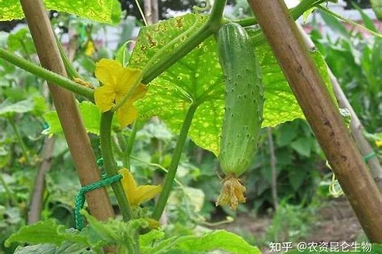 黄瓜叶发黄有斑点用什么办法去除