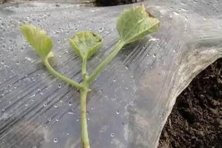 腐熟的花生壳能作为肥料吗(花生壳腐熟发酵变为养花肥料)