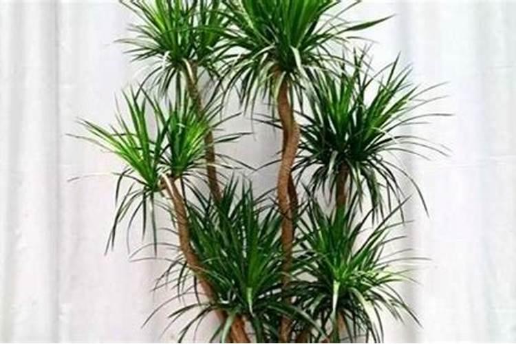 远志什么时间种植最佳？