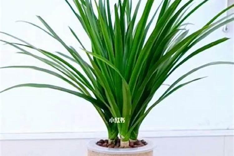 龙血树适合用硫酸亚铁吗