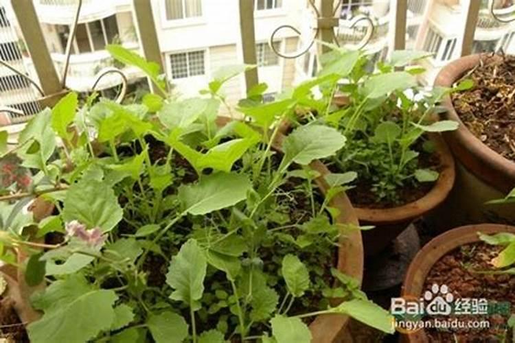 花盆种菜怎么施肥
