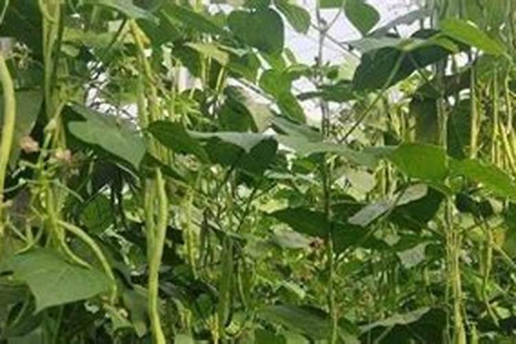 芸豆叶面浅绿,用什么叶面肥？