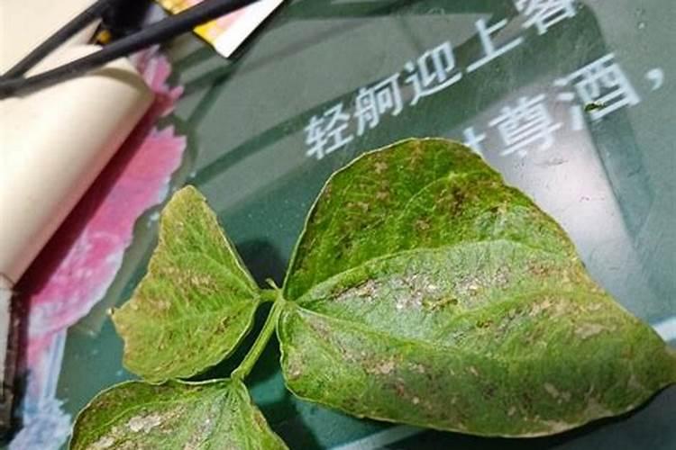 芸豆喜欢什么叶面肥