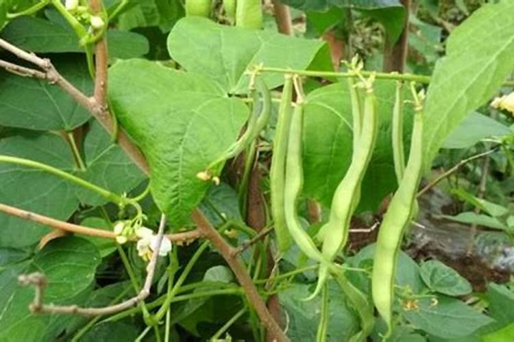 芸豆花期打什么叶面肥