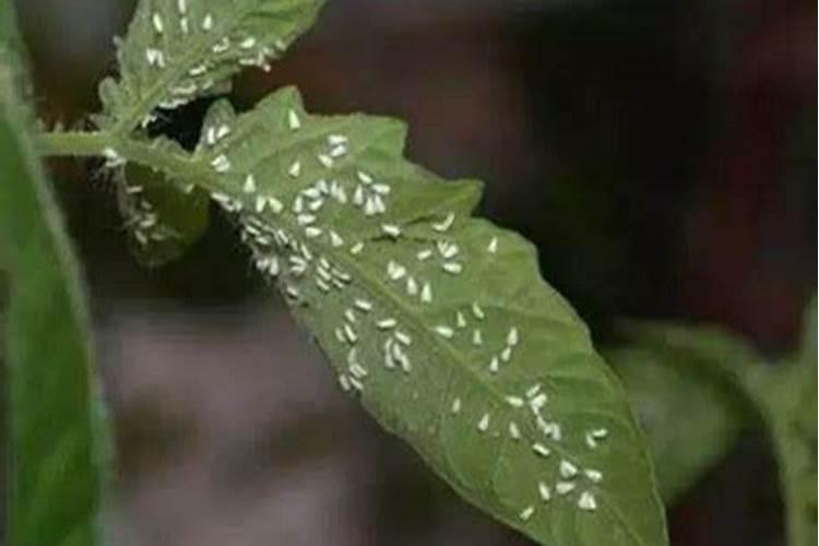 长寿花什么时候施化肥 怎么施肥最好