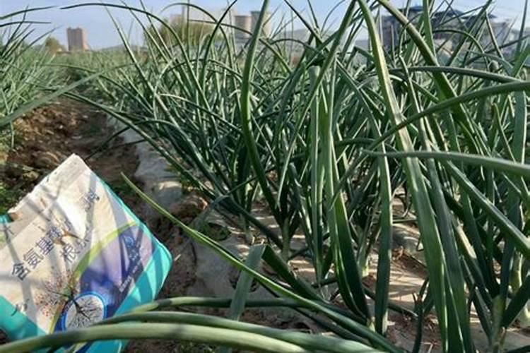 磷肥多久用一次 磷肥用量及使用频率推荐