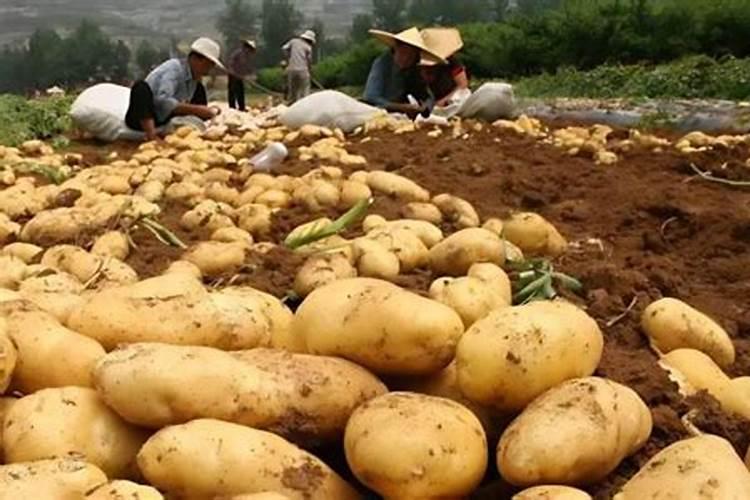 自己回家种10亩大蒜能赚多少钱
