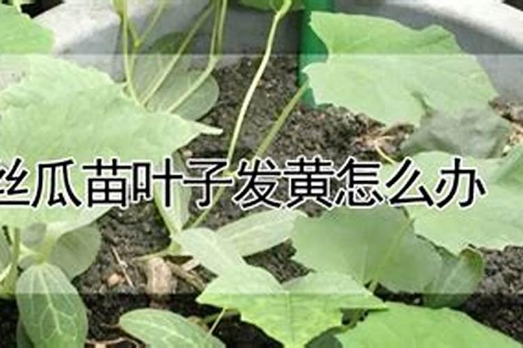 油菜苗期发黄叶子可以用快绿和生根剂还有硼肥和磷酸二氢钾吗？