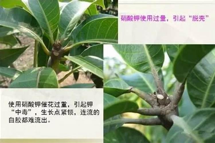 水溶性复合肥有哪些