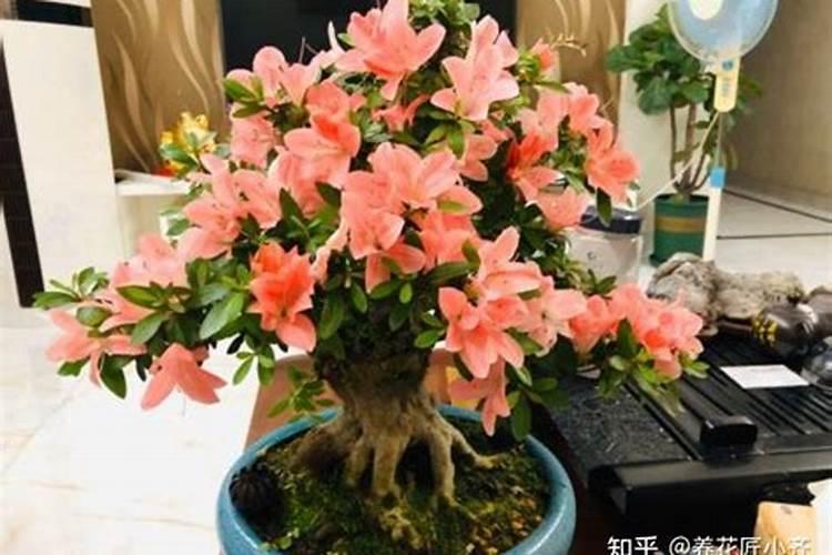 水培植物用什么肥料最有效果