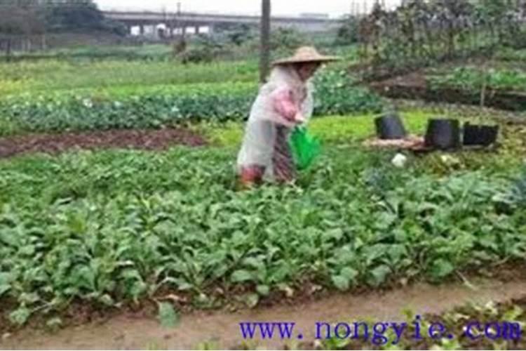 腐叶土是什么