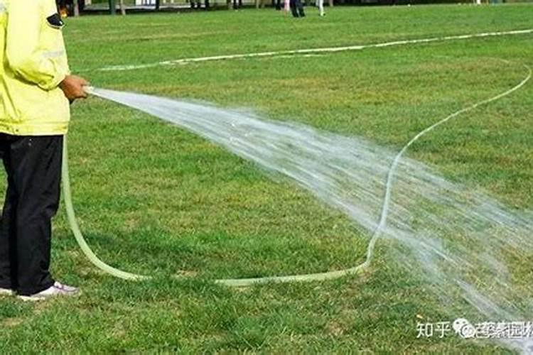 土壤绿苔怎么办
