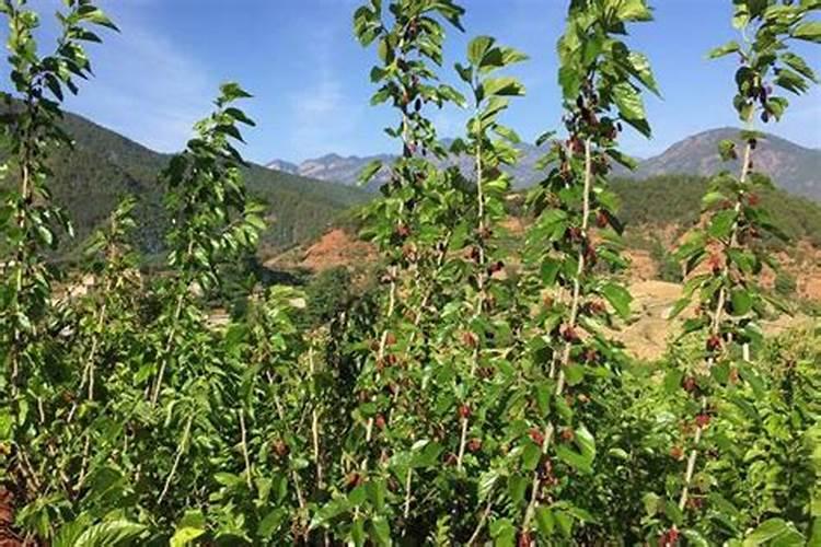 海澡素叶面肥能和碱性农药混和使用吗？