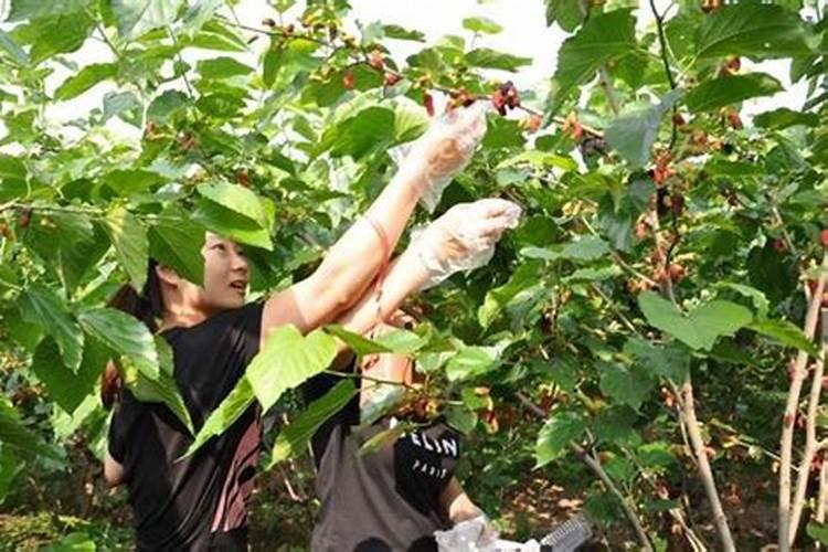 要想种桑养蚕的经济效益好,需对桑树多施( )A.钾肥B.磷肥C.氮肥D.硫...