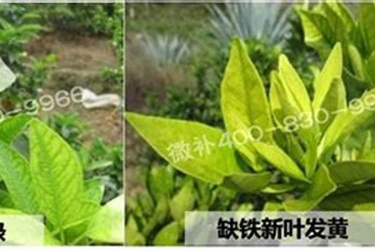 养花叶子干枯怎么处理