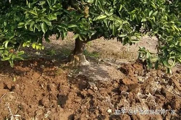柑橘幼果期可以施发酵的油枯水肥吗？