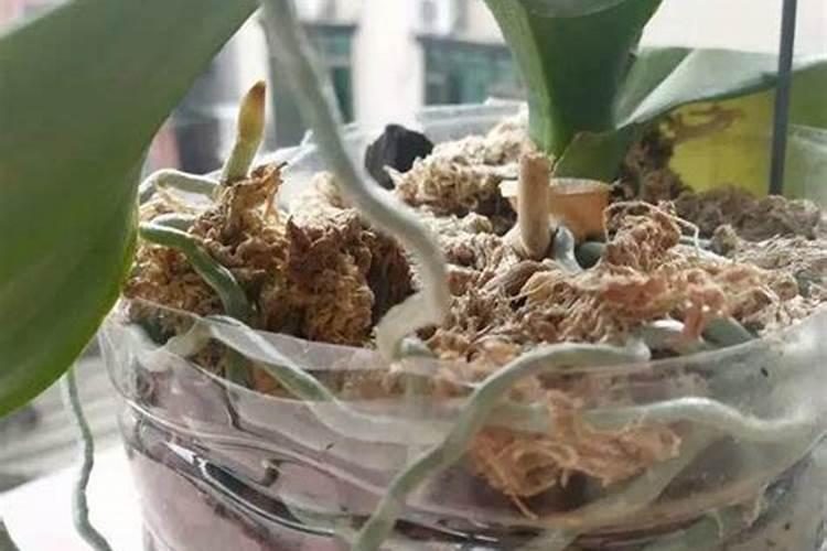 油枯直接放土里可以吗