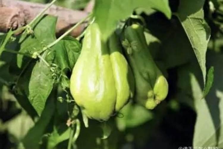 佛手瓜最好的肥料是什么？