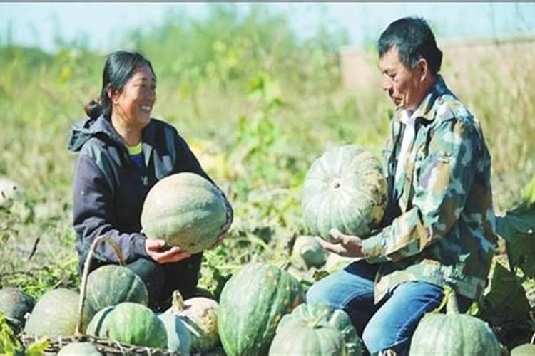 桦南白瓜的品种特性