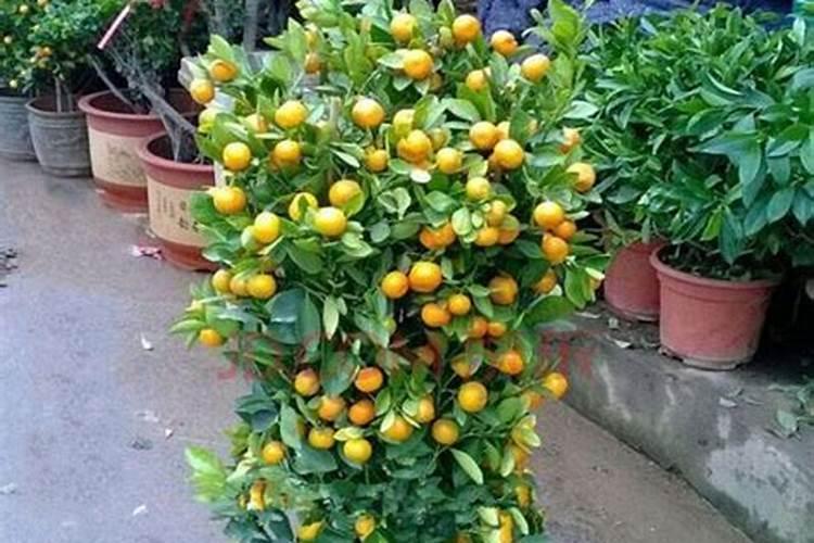 腐植酸水溶肥是什么肥料 腐植酸水溶肥料的作用有哪些