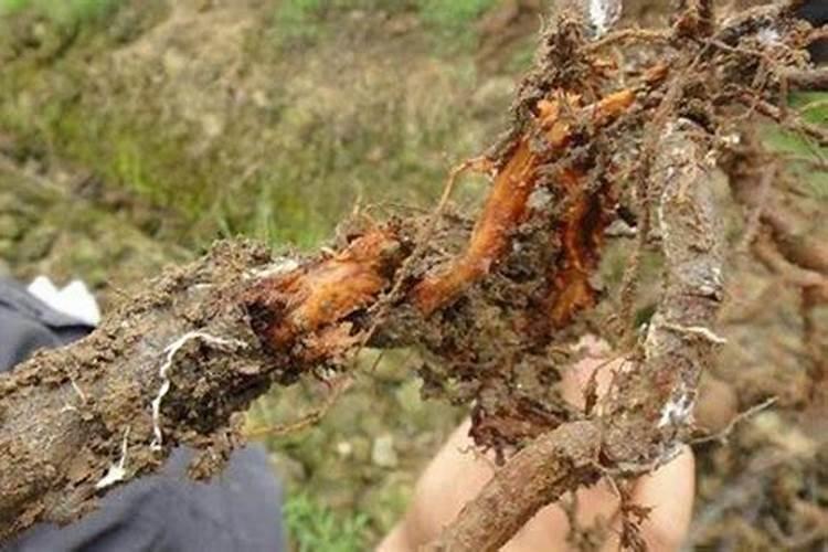 食品中山梨酸钾使用量