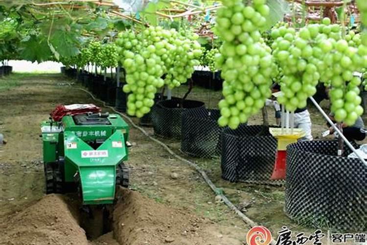 葡萄上使用什么钾肥效果最好？
