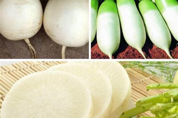 白萝卜怎么种植能高产