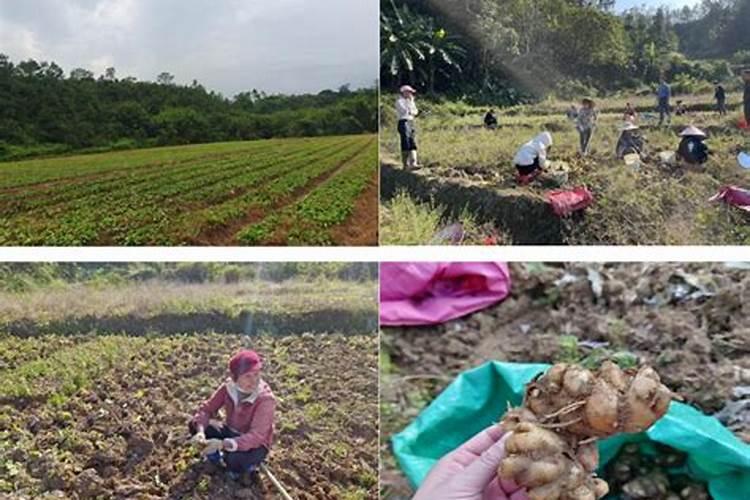 种沙姜用什么土比较好