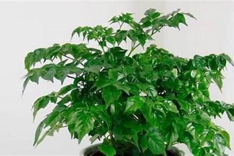 柑橘苗叶面肥施药方法 柑橘专用叶面肥应该如何施用