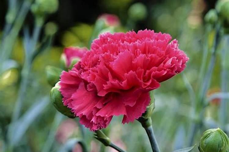 月季花夏季施什么肥好
