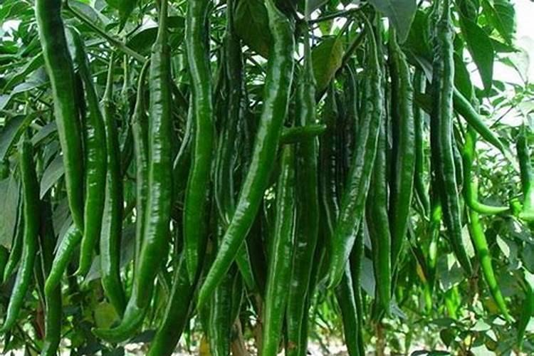 跟头菜的功效与作用是什么？