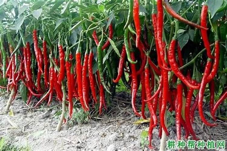 辣椒用什么肥料好