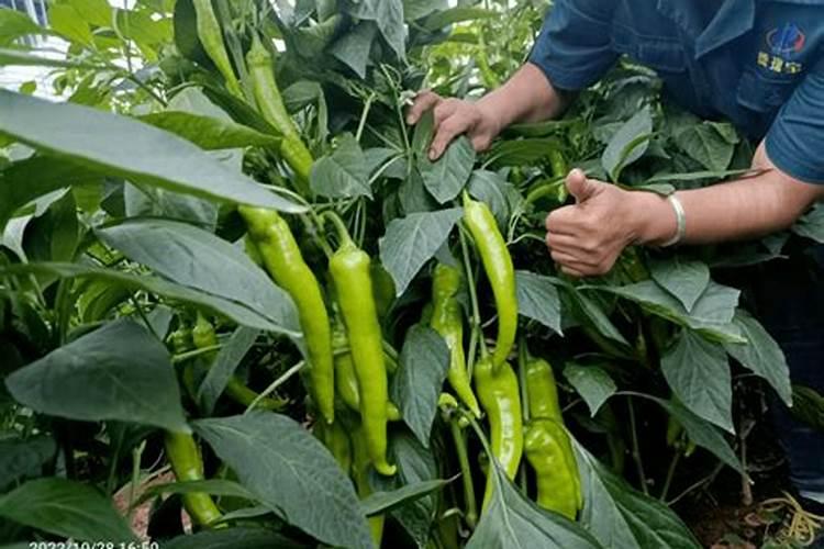 辣椒施肥的正确方法