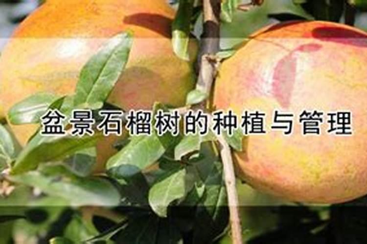 豆角施什么肥长得最好