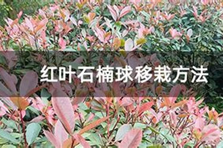 红叶石楠如何施肥
