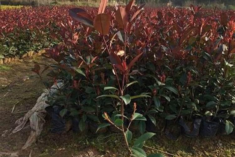 夏季红叶石楠移栽一个月