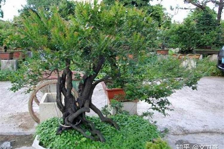 小叶紫檀盆景施什么肥