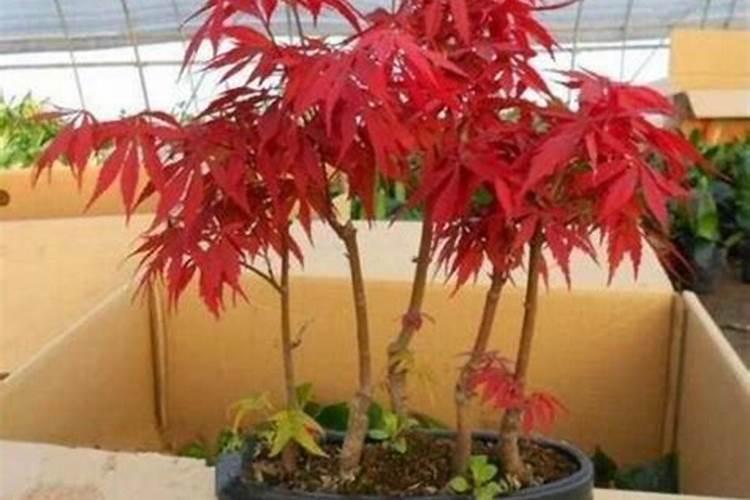 枫树的养殖方法和注意事项？
