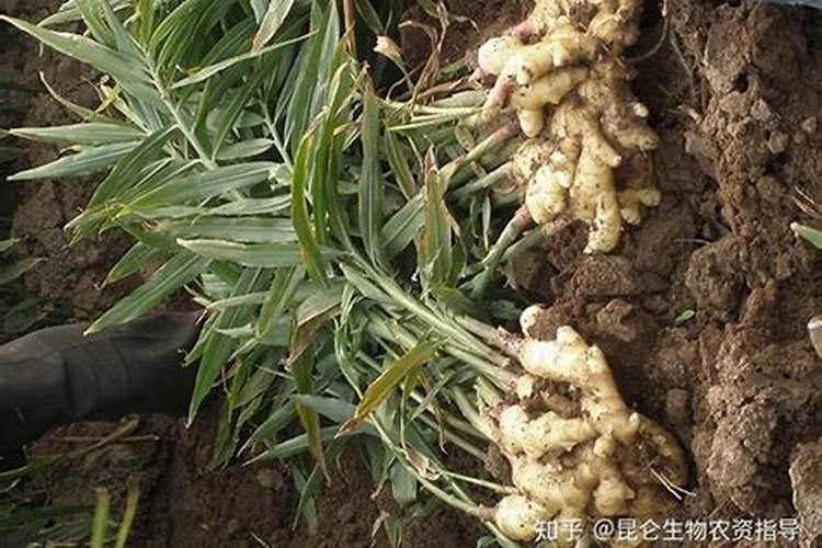 生姜生长期施肥技巧 生姜应该怎么管理施肥方法