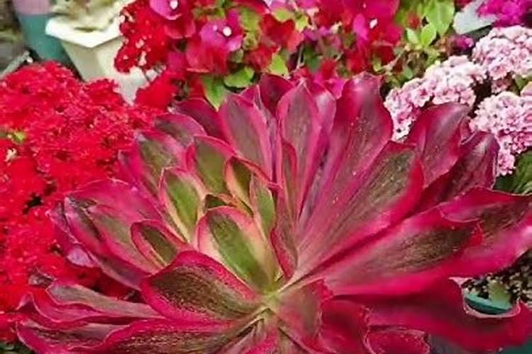 荔枝树在深圳冬天会冻死吗