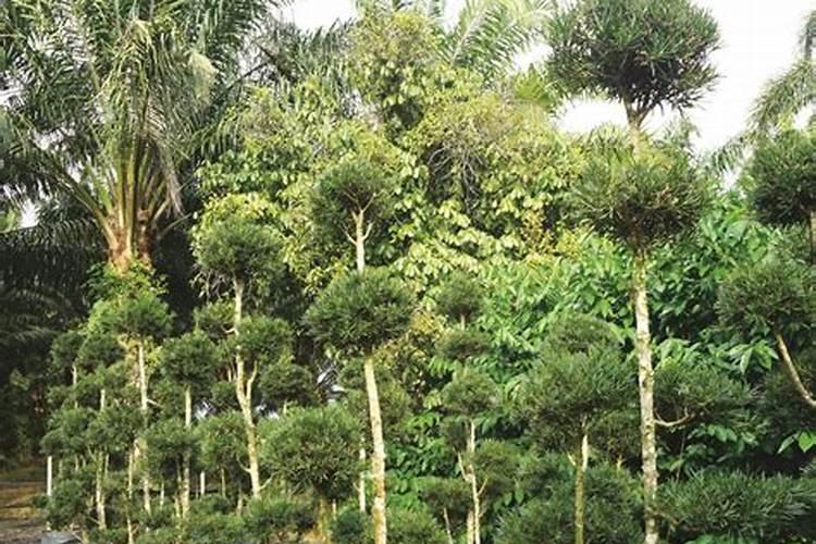 磷肥钾肥氮肥对植物有什么作用