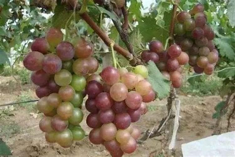 水稻扬花之后什么时间喷叶面肥？