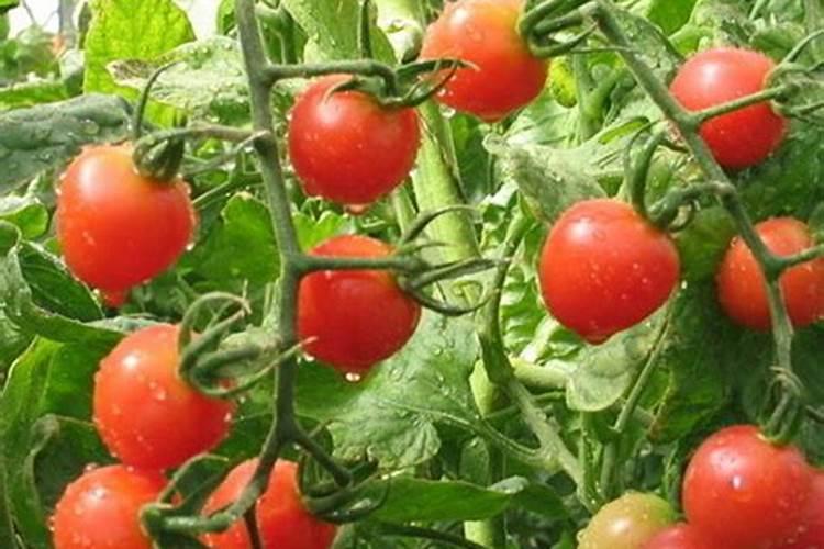 芒果用什么肥料最好