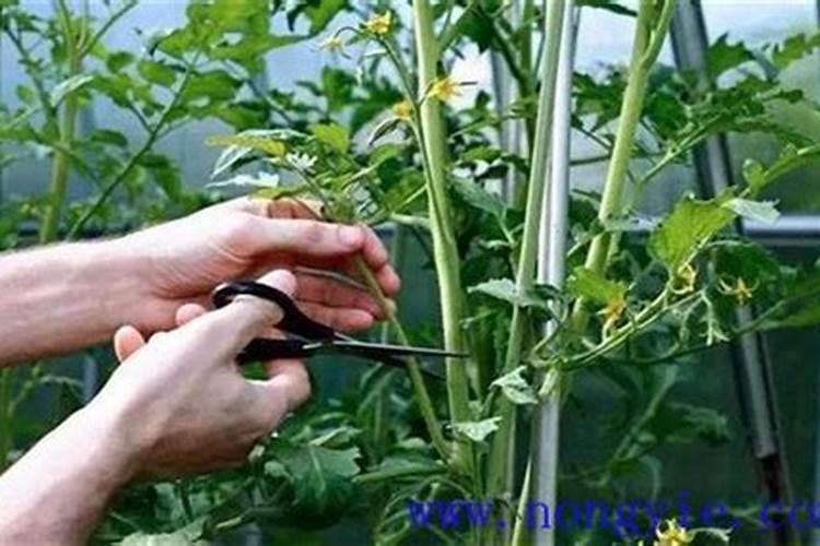 蕃茄开花后怎么管理