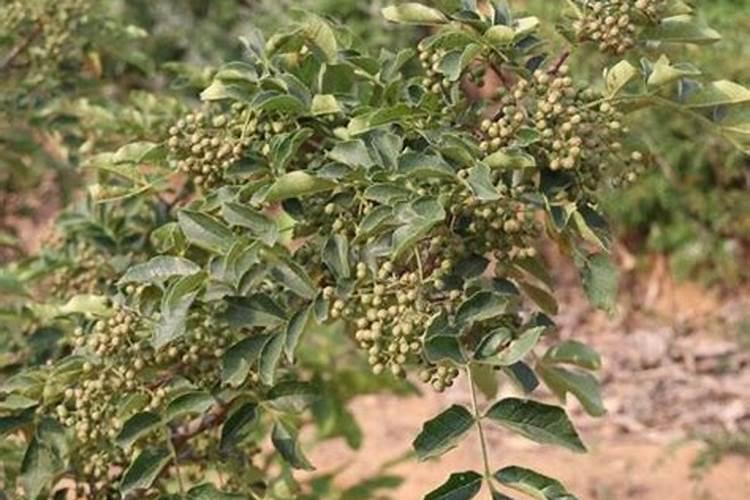 花椒树现在上什么肥料最好？