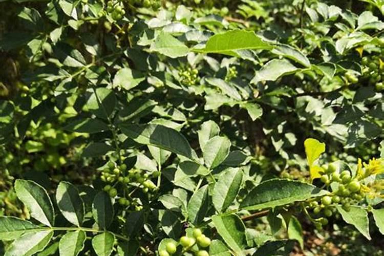 三年花椒树夏季新枝梢发黑,叶子发黄,叶子边缘发红,经常伴有叶落,是啥...