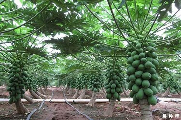 野木瓜的养殖方法